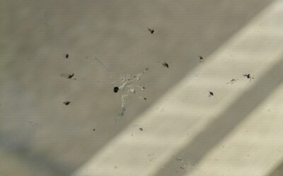 Kleine Steinschäden, große Folgen – das Risiko unterschätzt